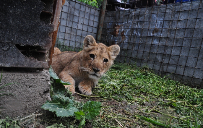 pui-de-leu-ascuns-gasit-la-zoo-craiova