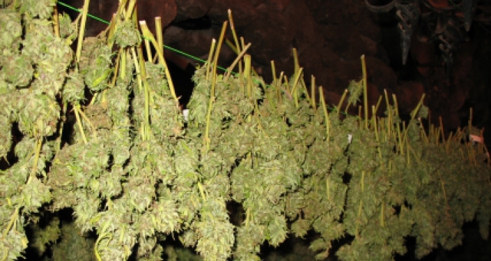 1-plantatie-de-cannabis-la-bucinisu