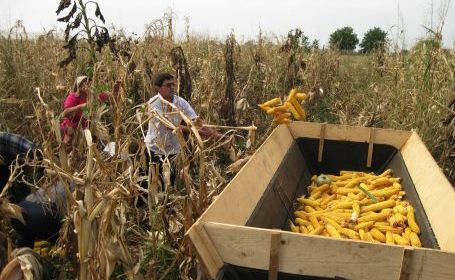 porumb