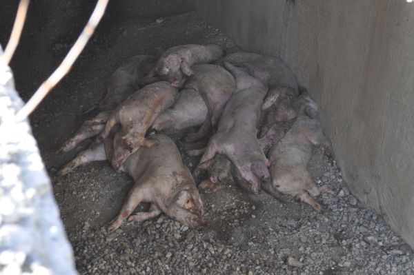 porci1