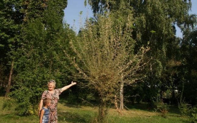 pomi