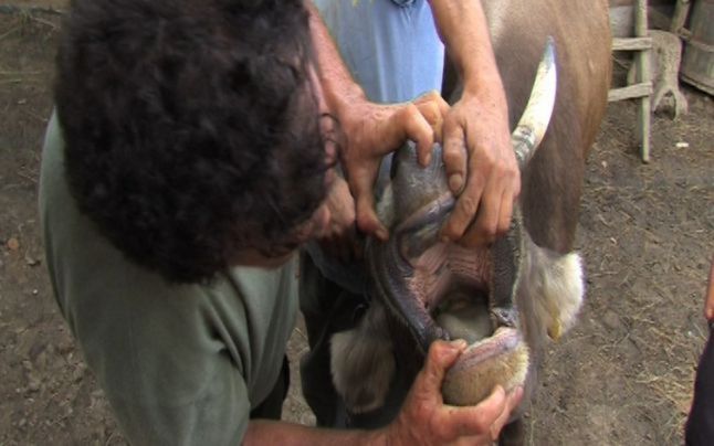 vaca