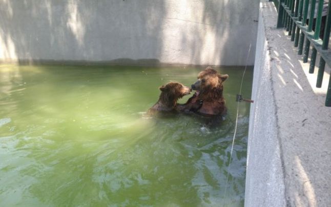 zoo