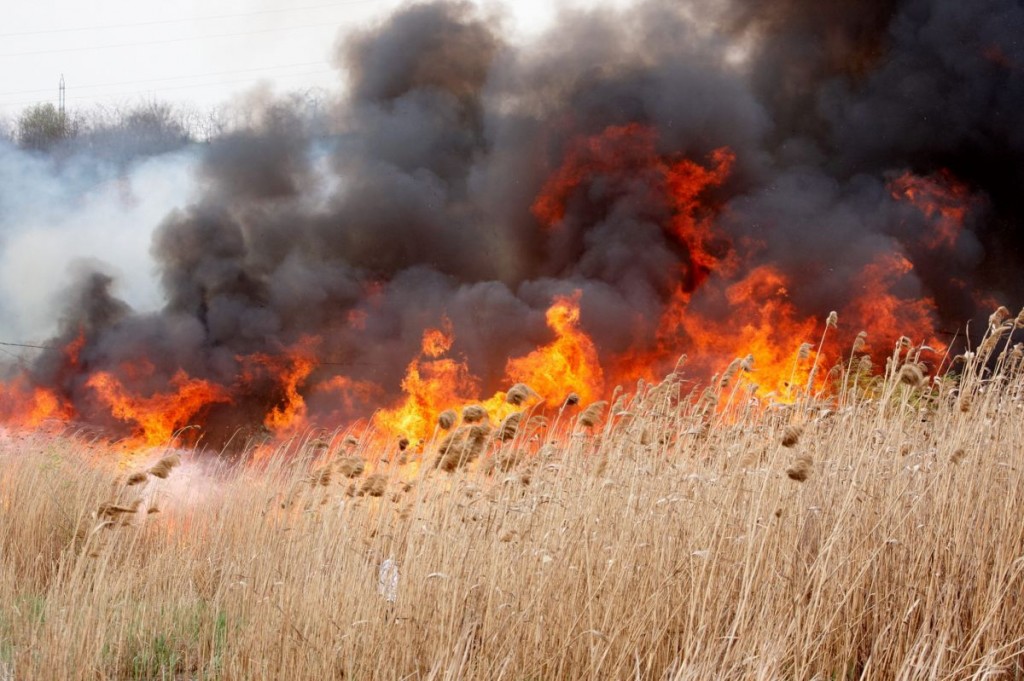 foc-incendiu-vegetatie