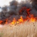 foc-incendiu-vegetatie