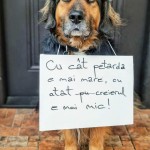 61cda73fbba12_Mesaje-animale-de-companie