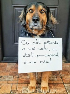 61cda73fbba12_Mesaje-animale-de-companie